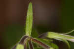 Creeping phlox